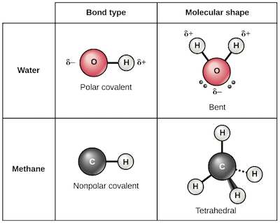 Common Covalent Bonds