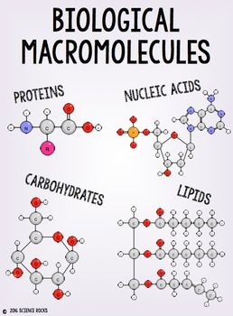 Biological Marcomolecules