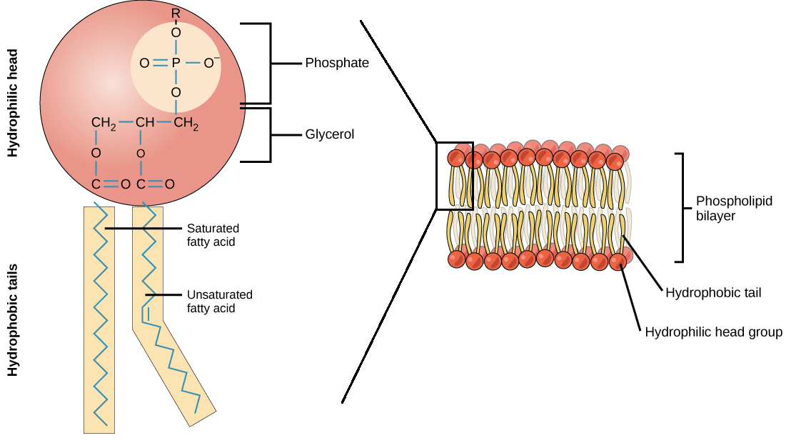 Phospholipids in Membrane