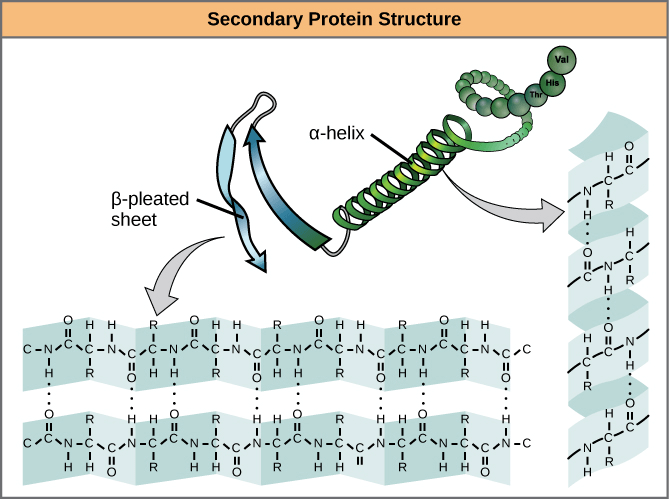 Protein secondary structure