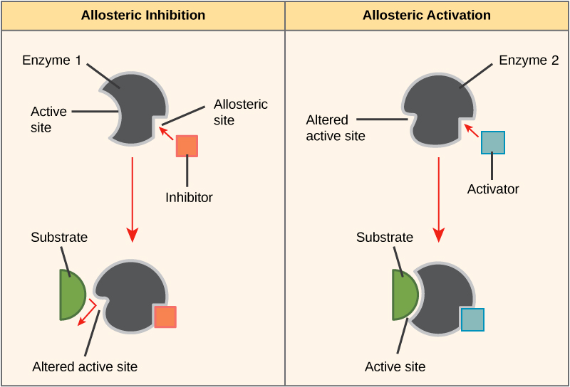 Allosteric site