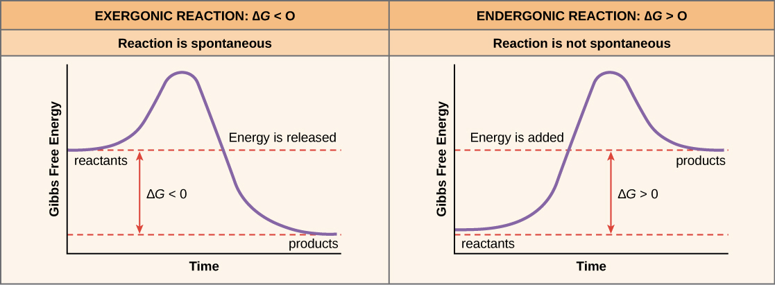 Endergonic and exergonic reactions