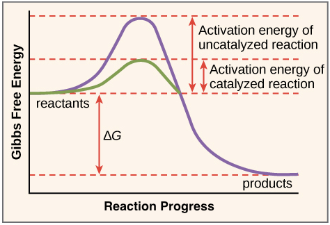 Enzymes help to lower activation energy