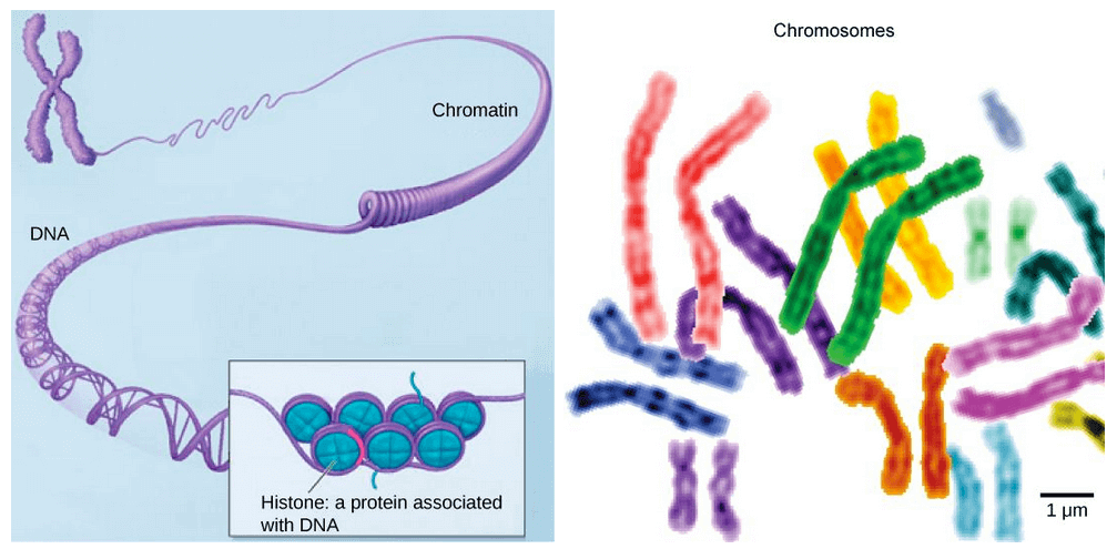 Chromatin Structure