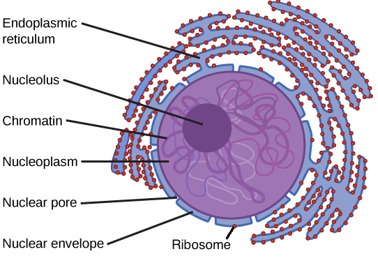 Eukaryotic Nucleus
