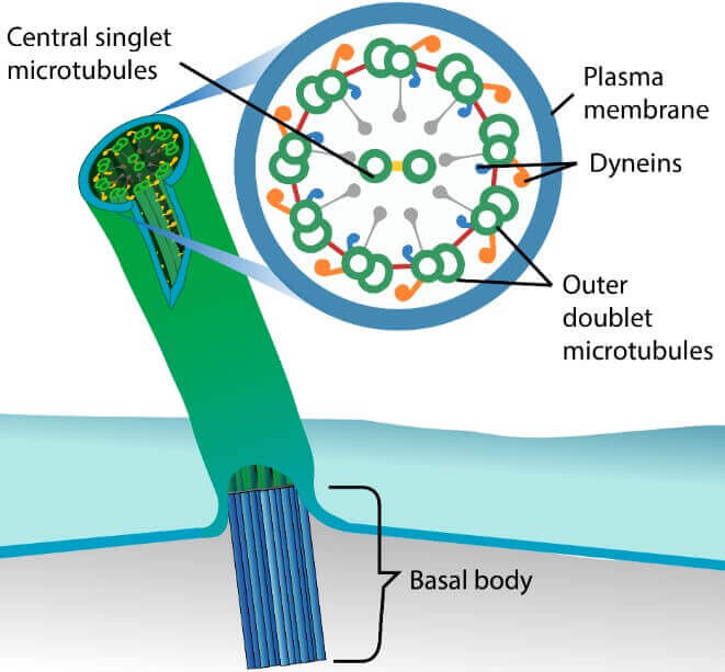Flagella and cilia structure