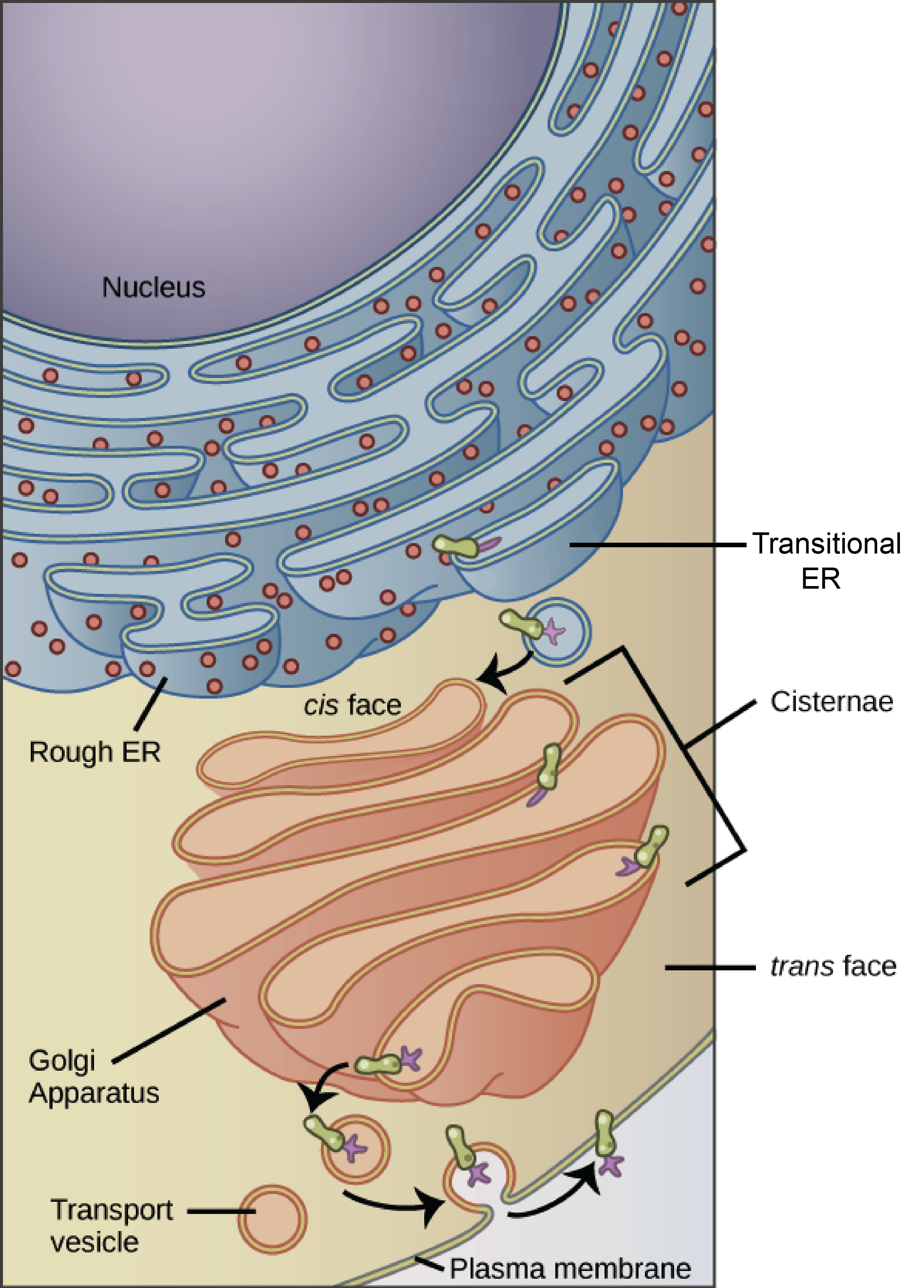 Golgi Apparatus Overview