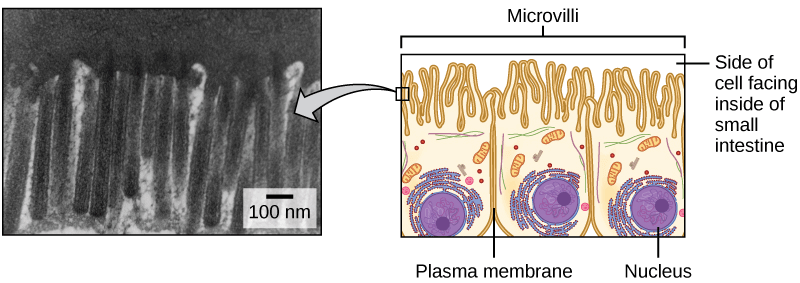 Membrane Microvilli