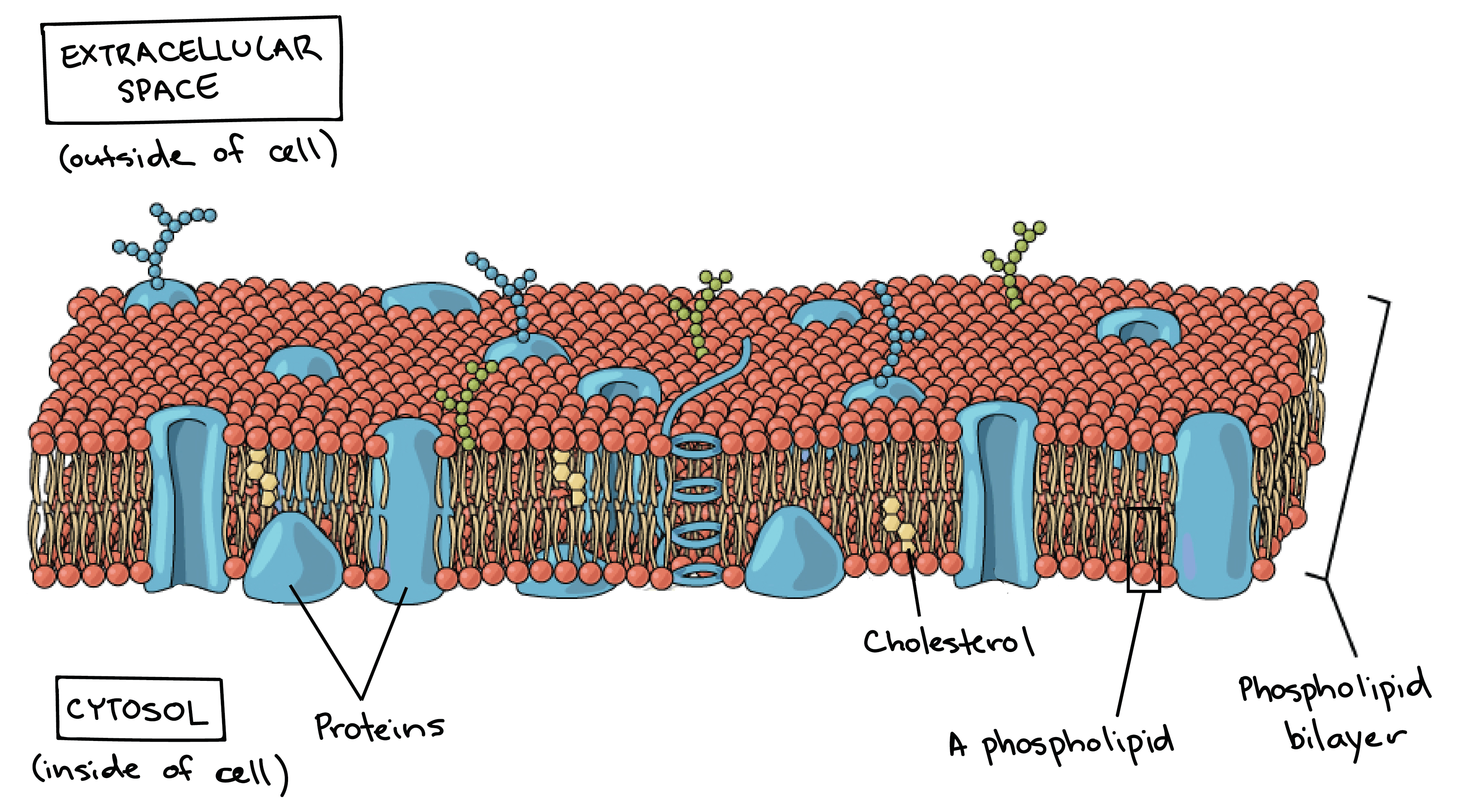 Plasma membrane structure