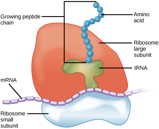 Ribosome Structure