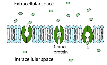 Carrier proteins
