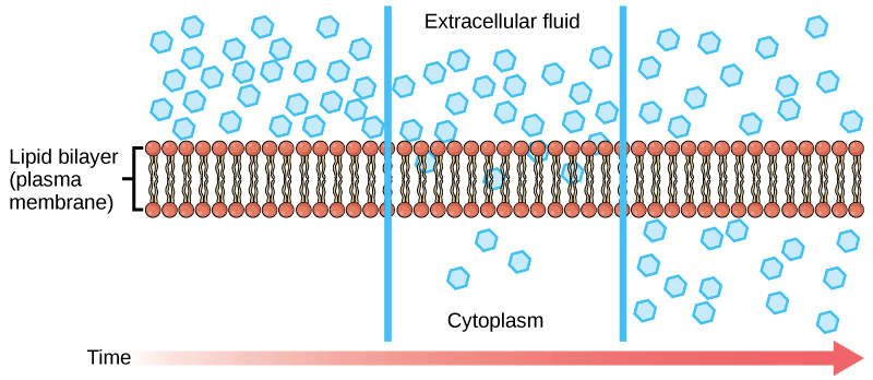 Diffusion on membrane