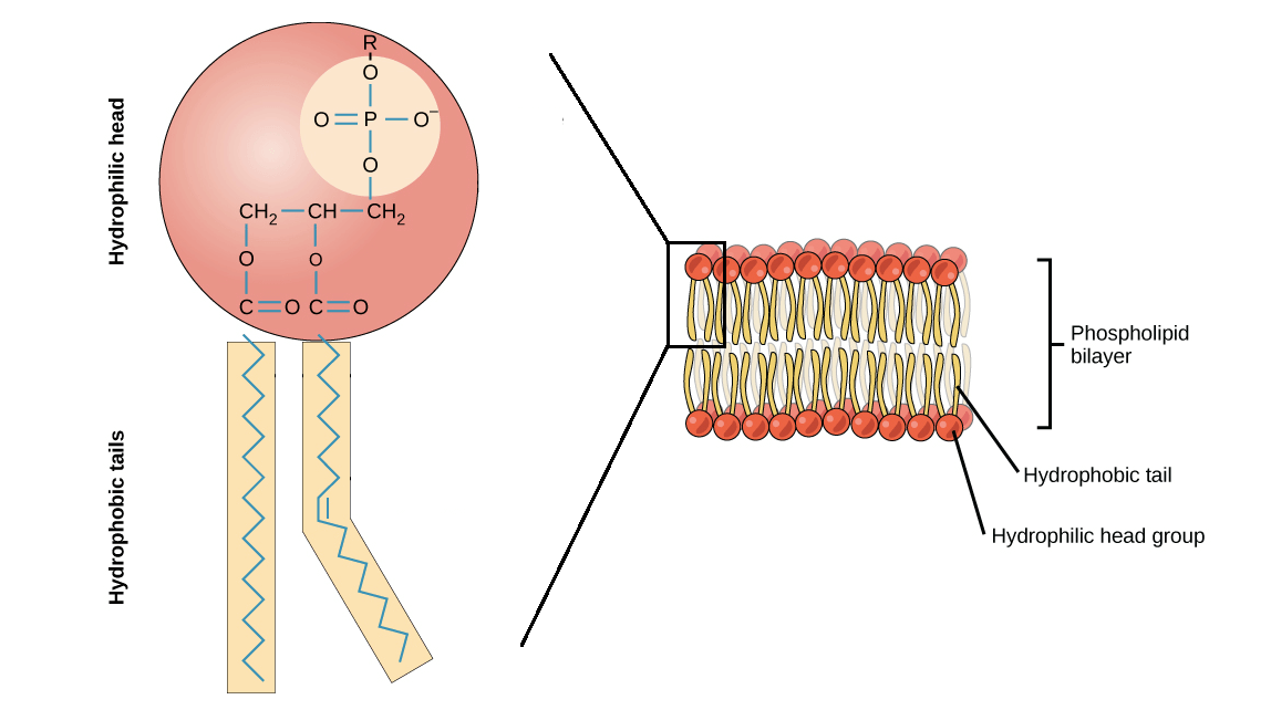 Phospholipids in membrane