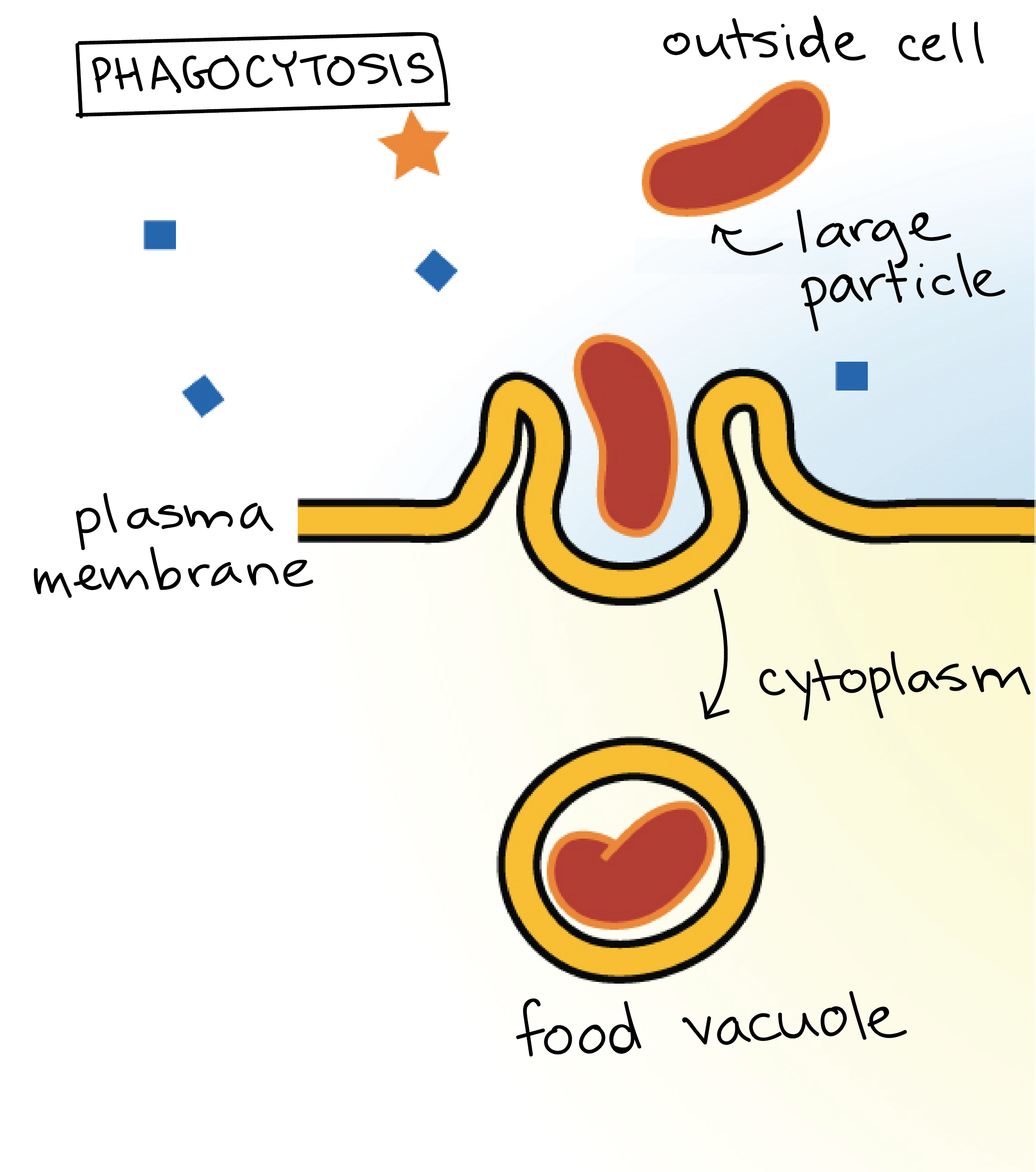 Phagocytosis process