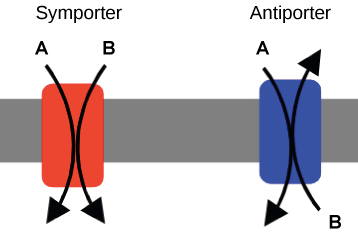 Symporter and antiporter