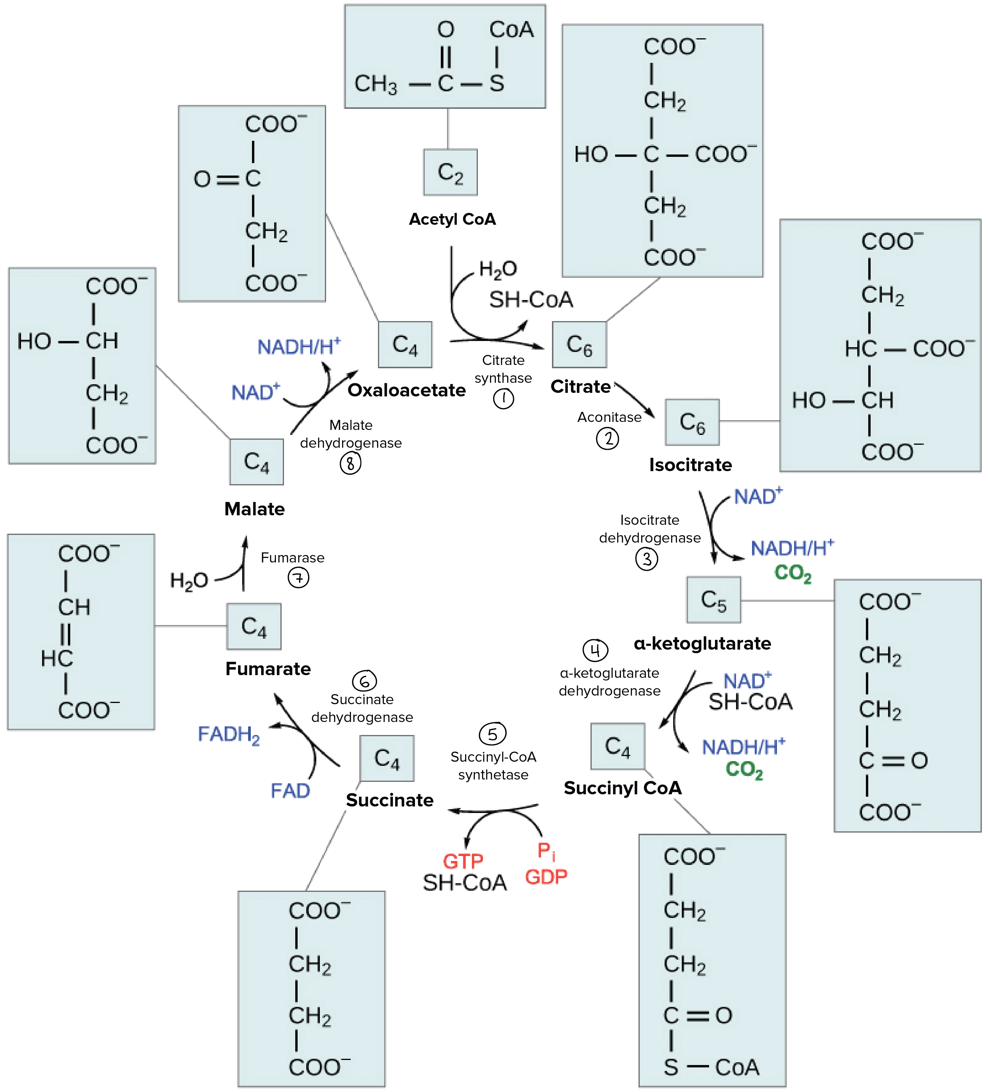 Citric acid cycle reactions