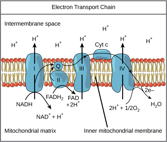 The electron transport chain