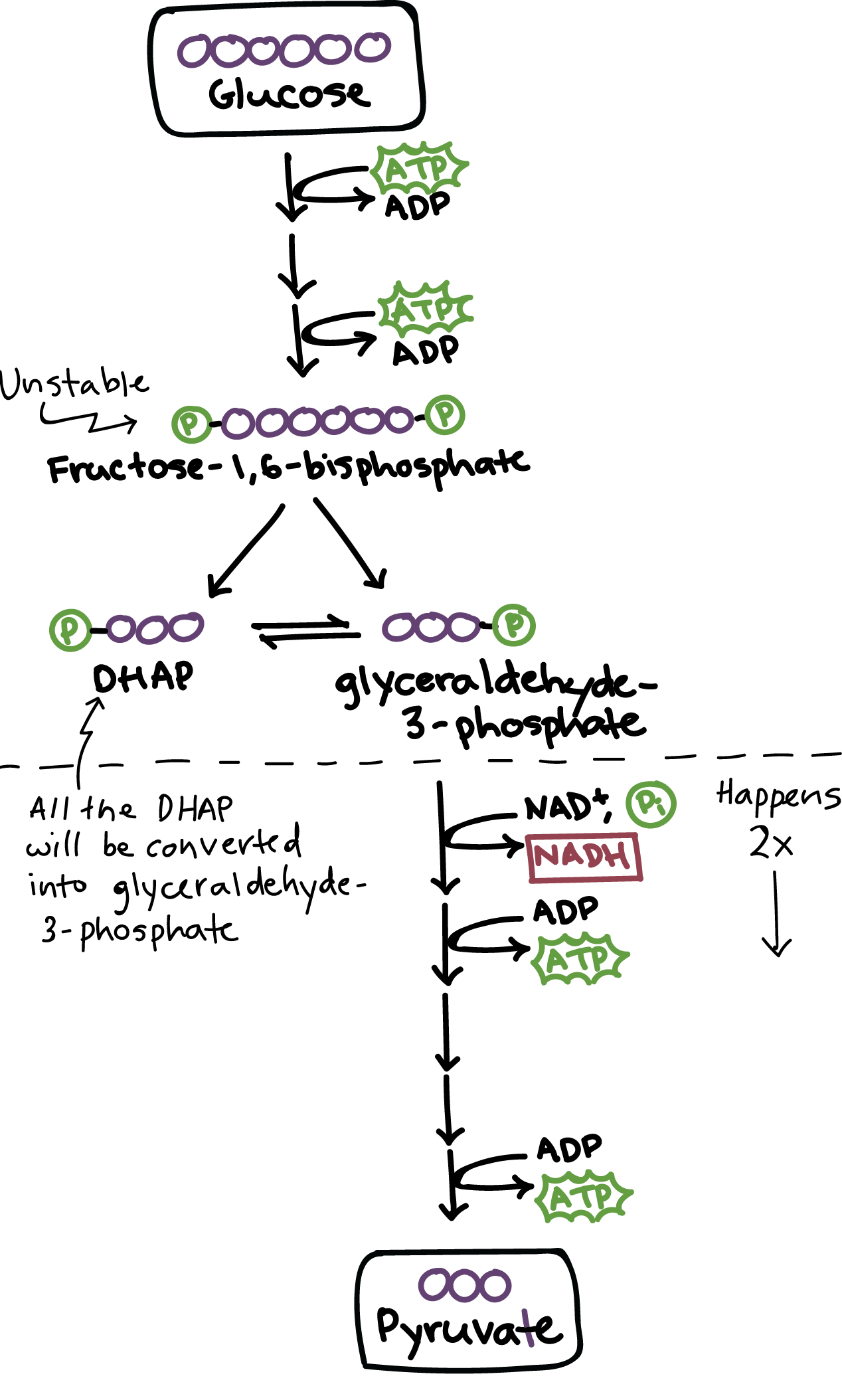 Glycolysis overview