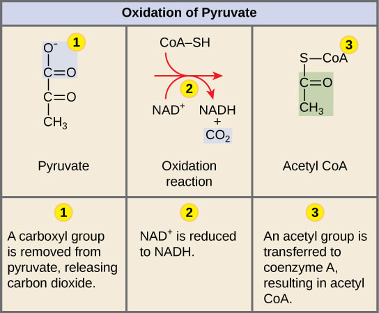 Pyruvate oxidation process