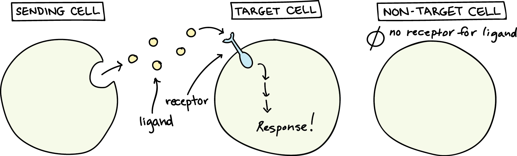 Cell signaling overview