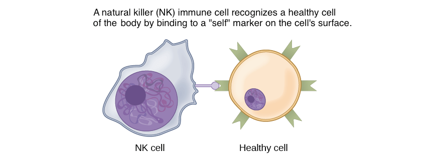 Immune cell markers