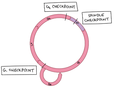 Cell cycle checkpoints