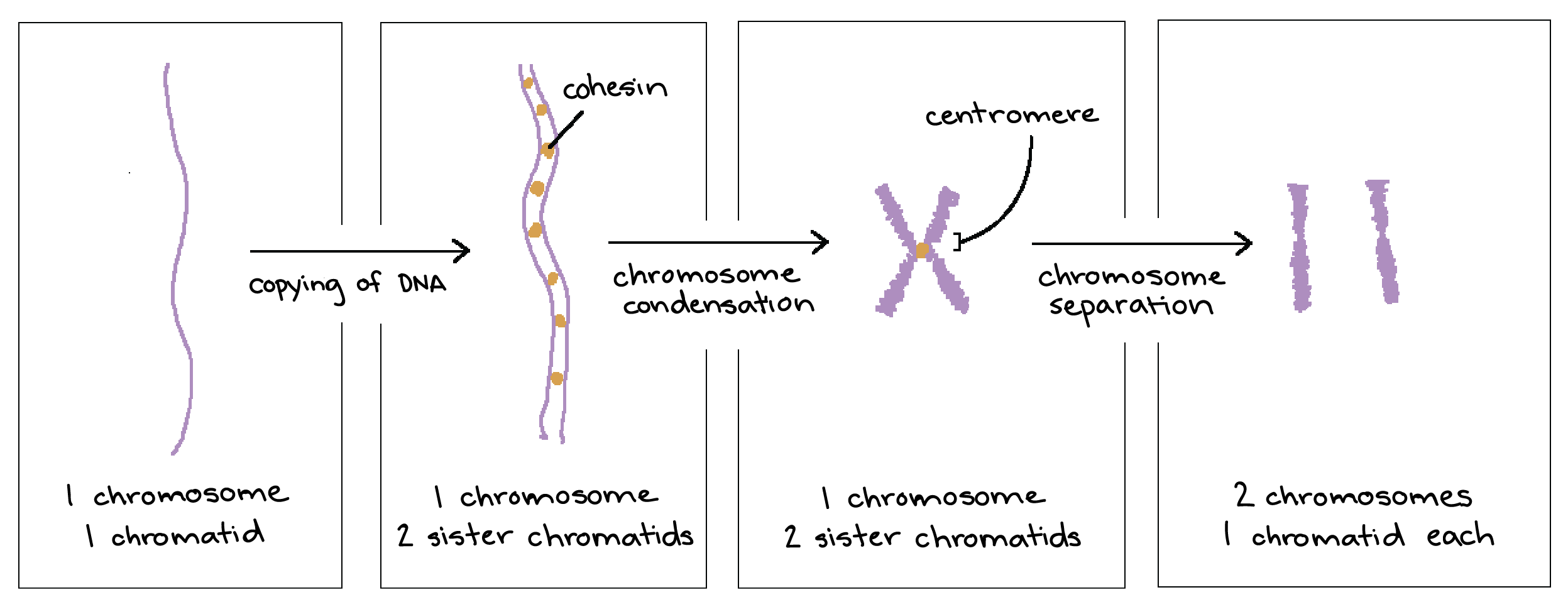 Chromatids and chromosomes