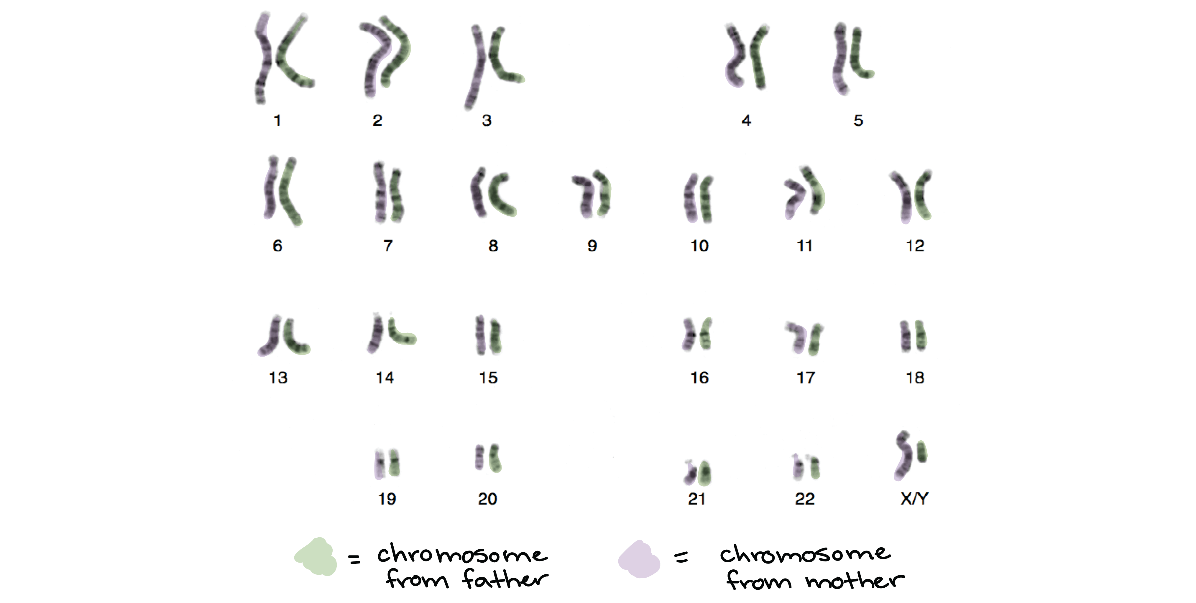 Chromosomes combination