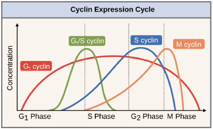 Cyclin expression cycle