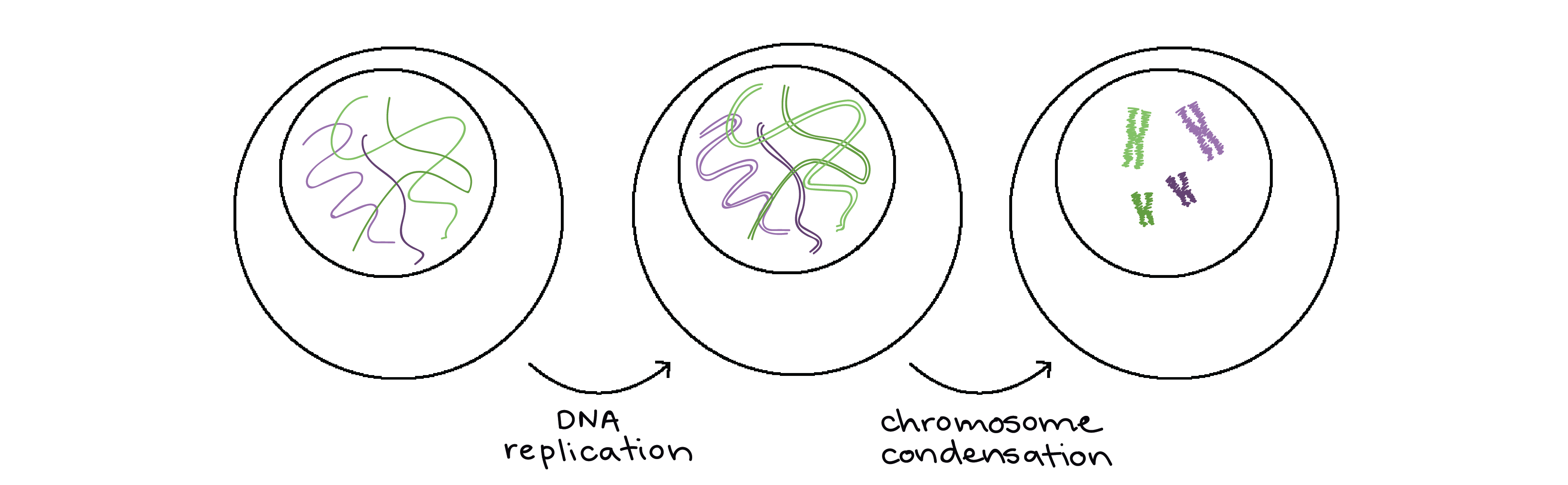 DNA replication and condensation