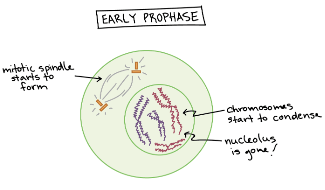Early prophase