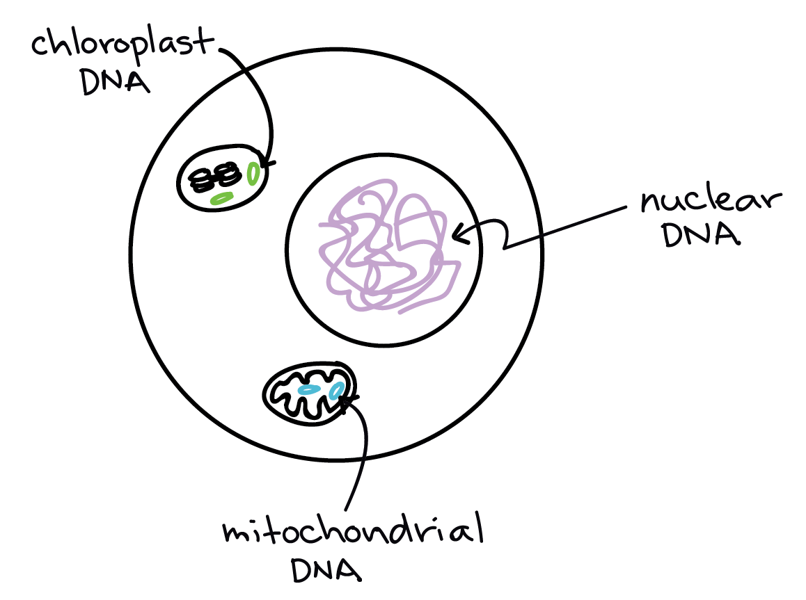 Eukaryotes DNA