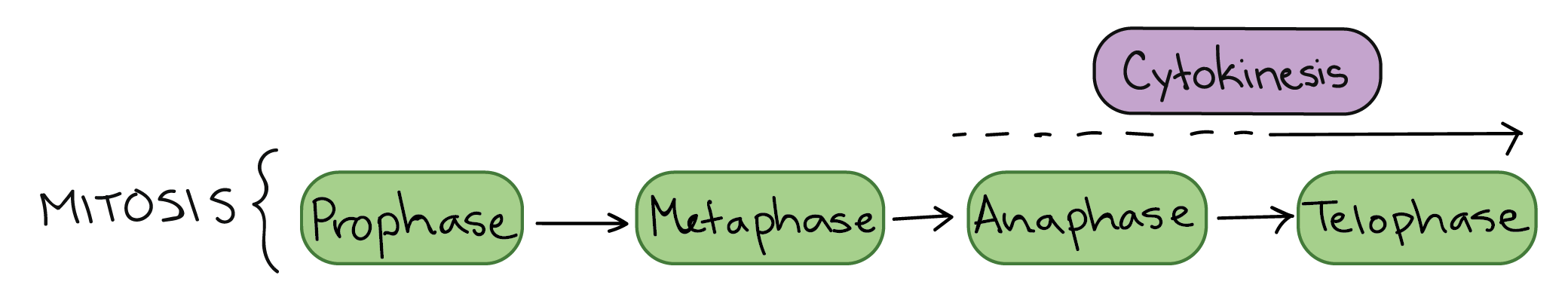 Mitosis full phase