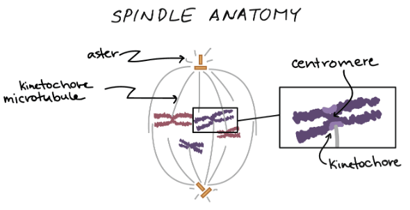 Spindle anatomy