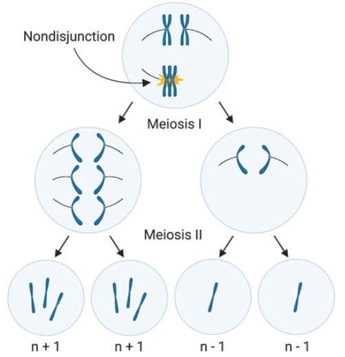Aneuploid in meiosis I
