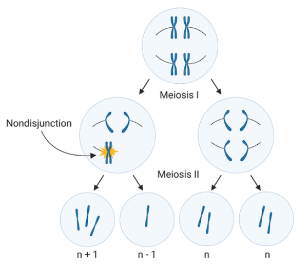 Aneuploid in meiosis II