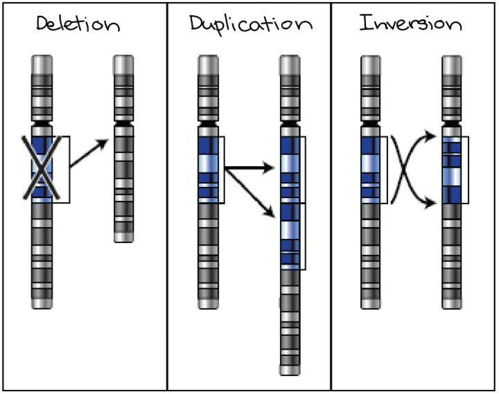 Chromosomal rearrangement