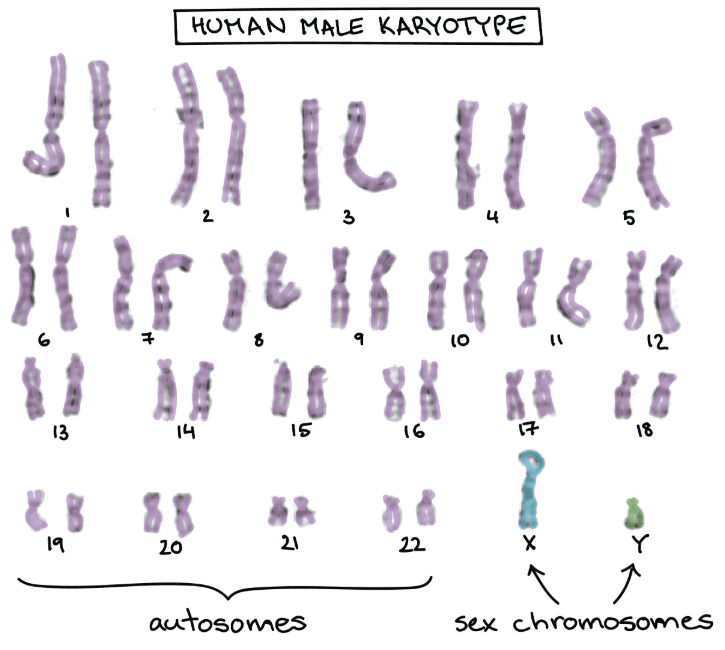 Human Male Karyotype