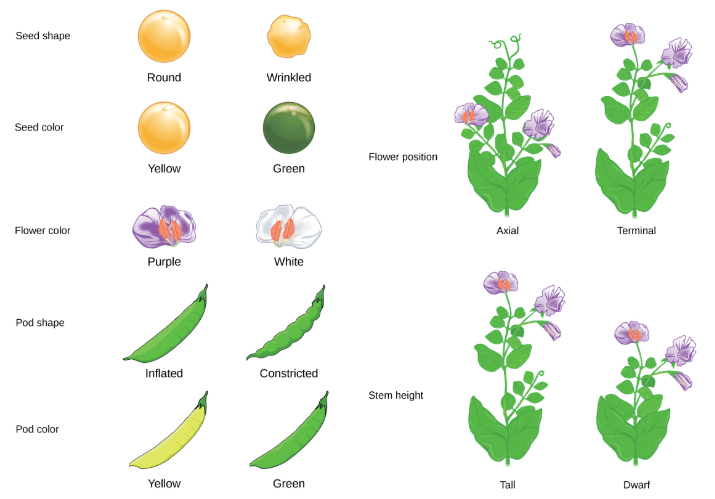 Pea plants features
