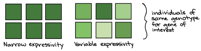 Variable expressivity