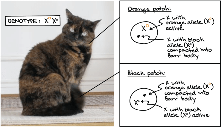X-inactivation in calico cat