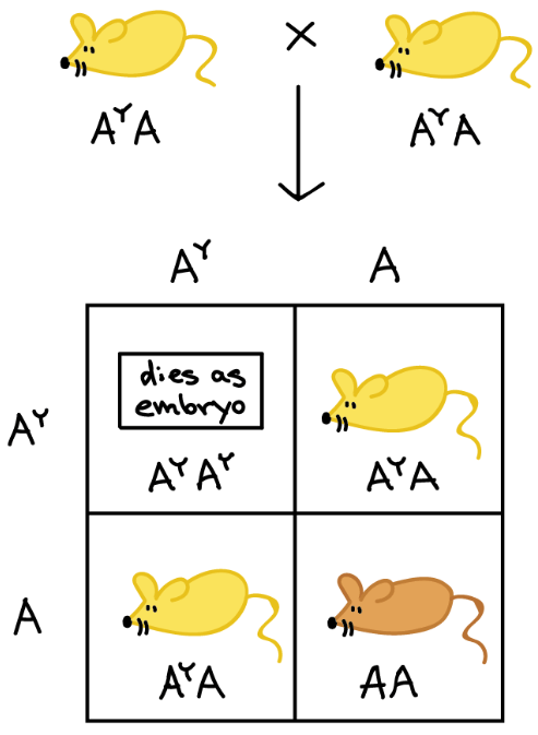 Yellow mice lethality