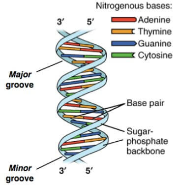DNA grooves