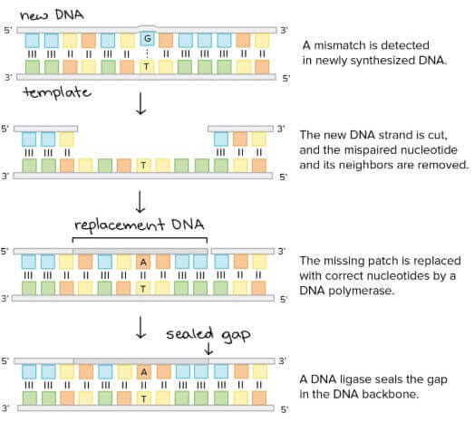DNA mismatch repair