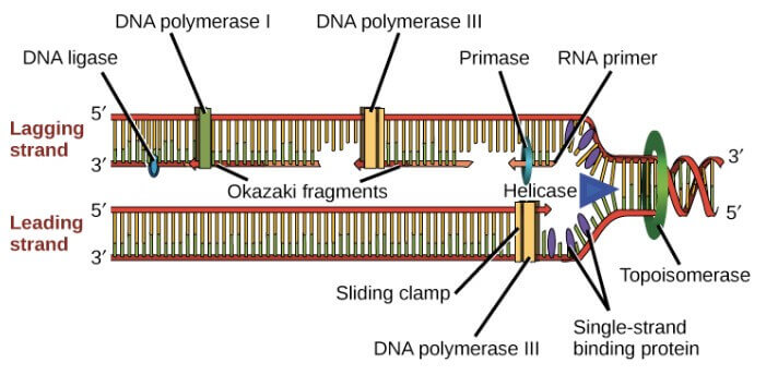 Summary of DNA replication in E. coli