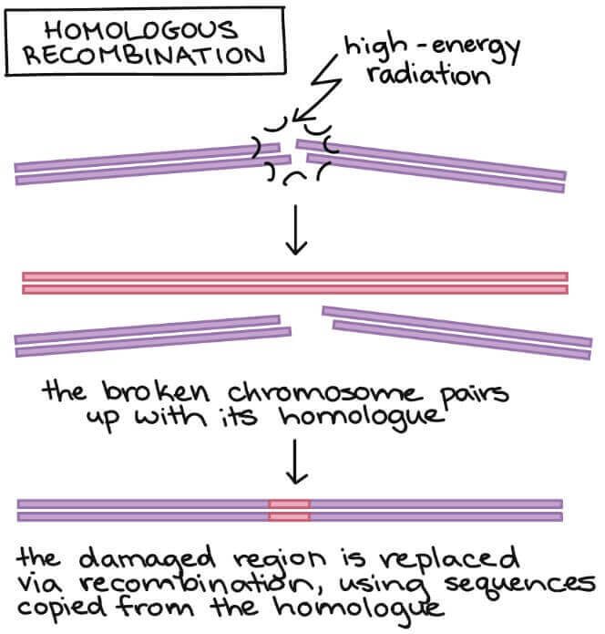 homologous recombination
