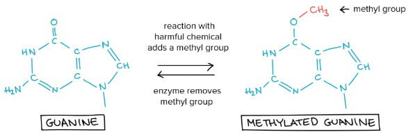 Methylated guanine