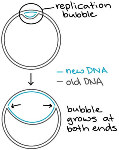 Replication bubble forming