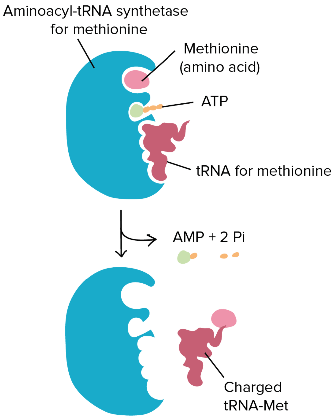 Loading a tRNA with an amino acid