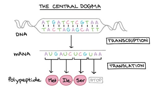 Central dogma overview